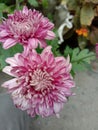 Close up pink daisies in bloom Royalty Free Stock Photo